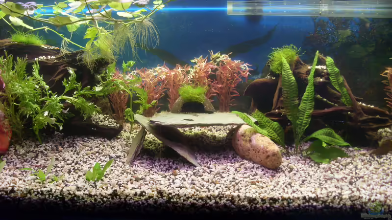 mitte von Stefano83 (5)