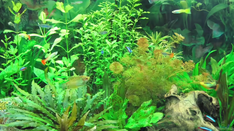 Mitte von Streaknet (3)