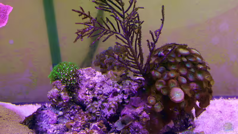 Mitte von The_Lizardking (10)