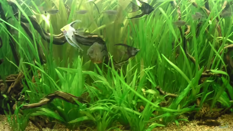 Mitte von Thomas Schlechter (3)