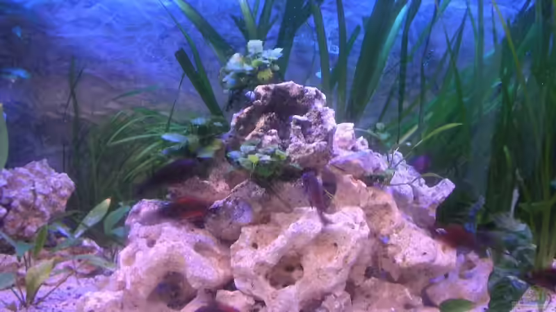 Mitte von Thomas Schlechter (3)