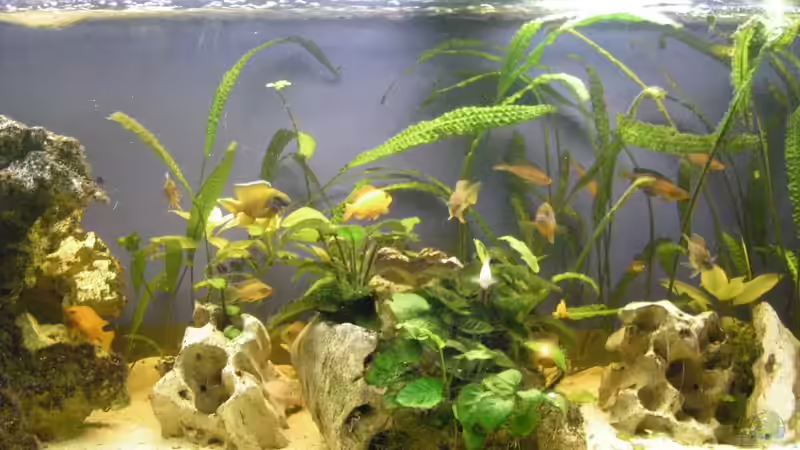 Mitte von Thomas Schlechter (4)