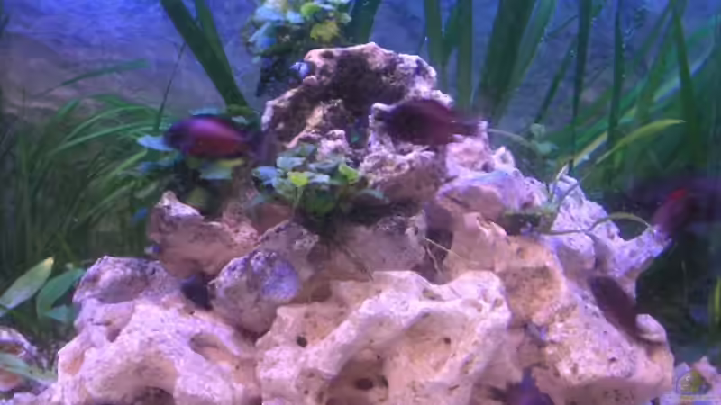 Mitte von Thomas Schlechter (9)