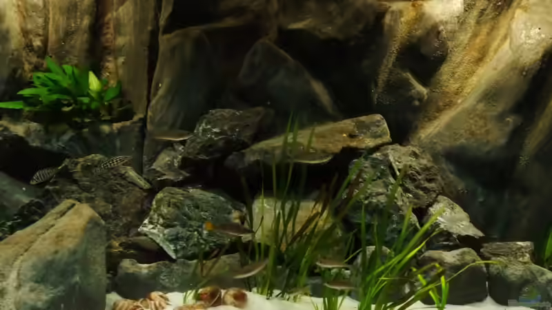 Mitte von Trooper (16)