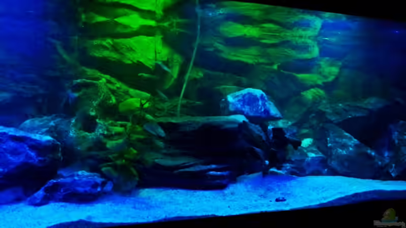 mitte von Wensday (4)