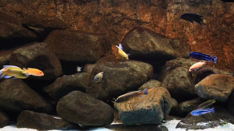 Mitte von Zerta (14)