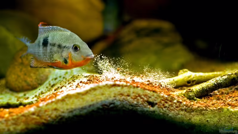 Einrichtungsbeispiele für Mittelamerika-Aquarien