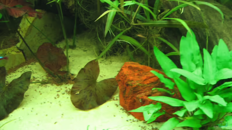 Mittelansicht 24.10.12 von Zodiack (12)