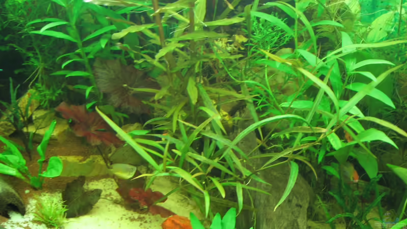 Mittelansicht 24.10.12 von Zodiack (13)