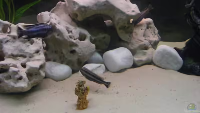 mittelgroße Kieselsteine von Malaw!K!d (6)