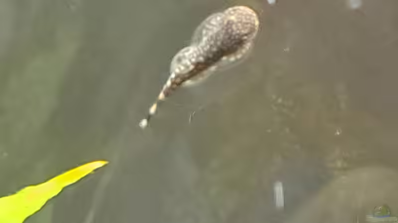 Mittelgroßer Fisch  ca. 3 cm von okefenokee (24)