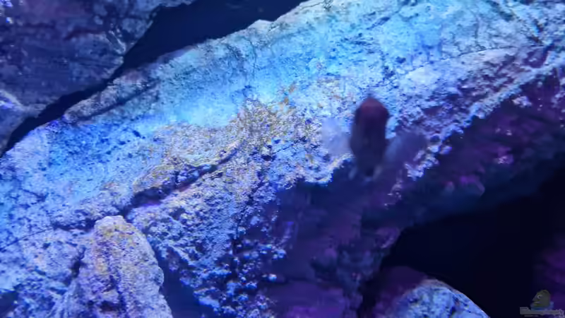 Mittelmodul 77cm lang von Sven Meyer (7)