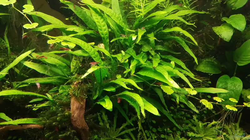 Mittelpunkt von Smo (3)