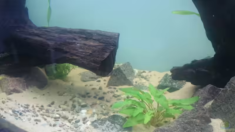 Mittelteil. In diesem Bereich werden keine weitere Pflanzen gepflanzt. Wird die Buddelkiste von Aquaristik-Padawan (7)