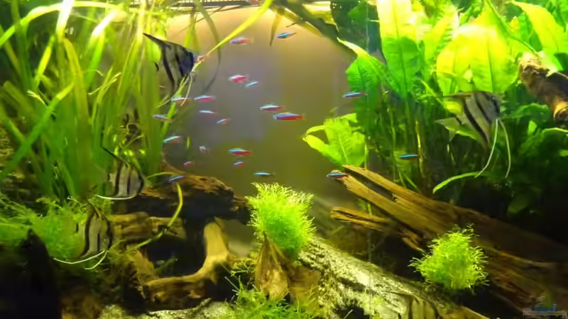 Mittelteil 06.05.2016 von Thorsten G. (8)