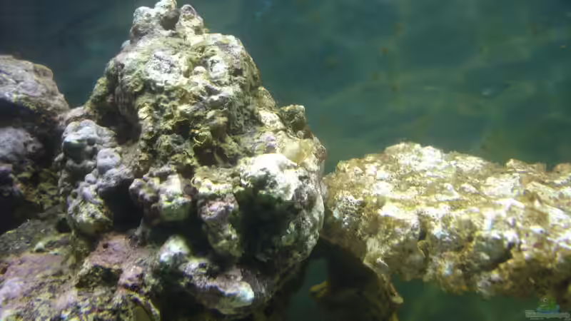 Mittelteil des Aufbaus von Jane Vogeler (17)