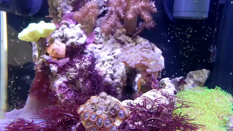 Mittelteil des Beckens mit neuen Krusten von Nano Jojo (4)