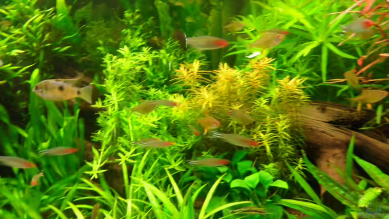 Mittelteil des Beckens von Bungi (3)