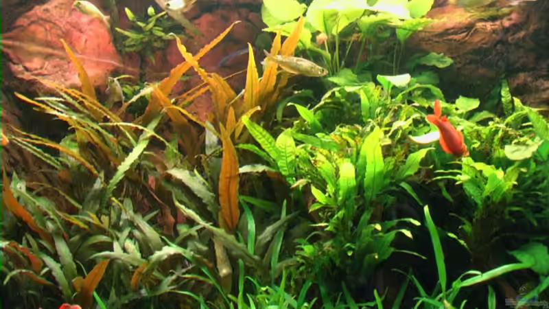 Mittelteil des Beckens von Tilo Schmiedl (4)