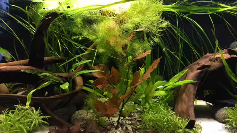 Mittelteil mit Buchenlaub von Fäbi_CH (13)