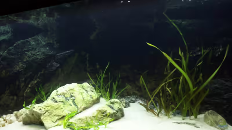 Mittelteil mit komplett zugewachsener Rückwand von phenomenon (2)