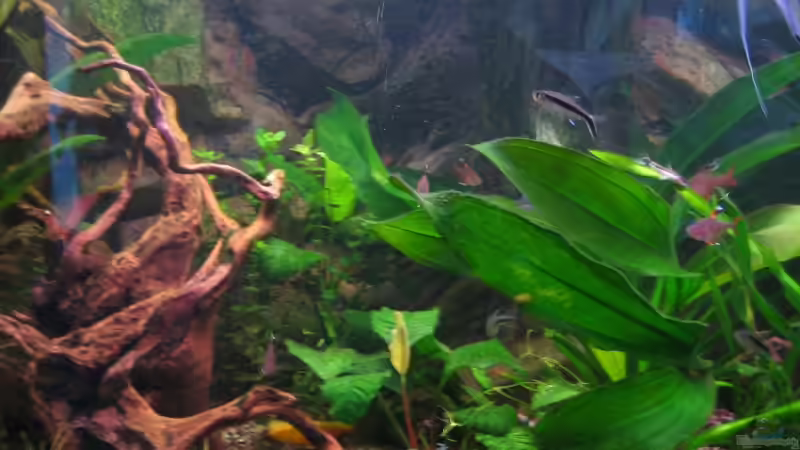 Mittelteil von Marco Weis (26)