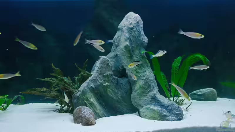 Mittelteil von Miriam (8)