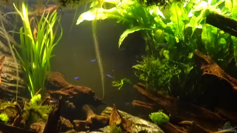 Mittelteil von Thorsten G. (5)