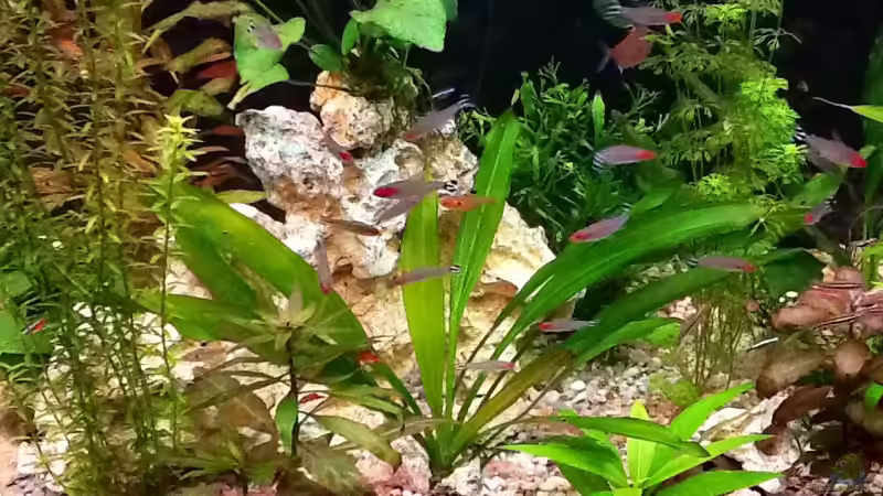 Mittelteilansicht von Süßwasserpirat (10)