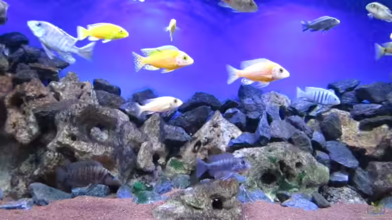 Mittenbereich von Malawi-Dude (4)