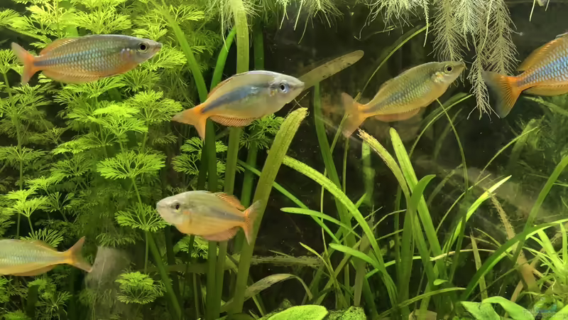 Mittendrin  von schmitzkatze (3)