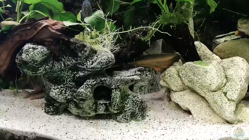 mittich von Chinese Inai (10)