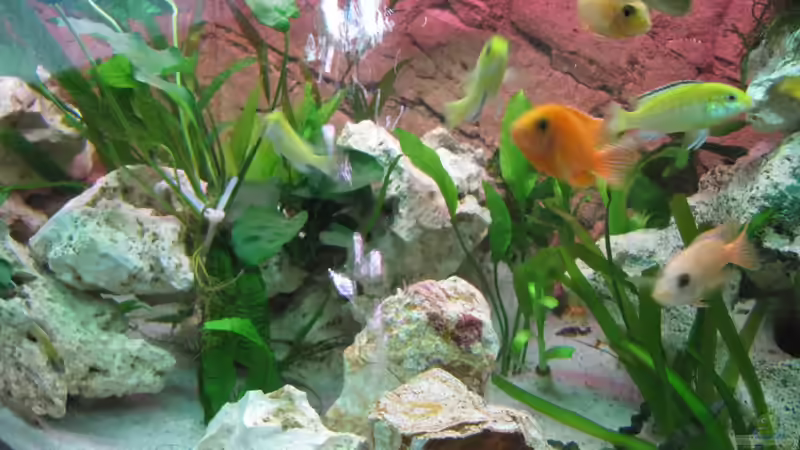 Mittig rechts von Andreas Novak (6)