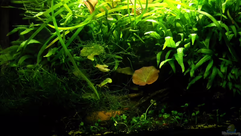 Mittig von Flossenbeschauer (10)