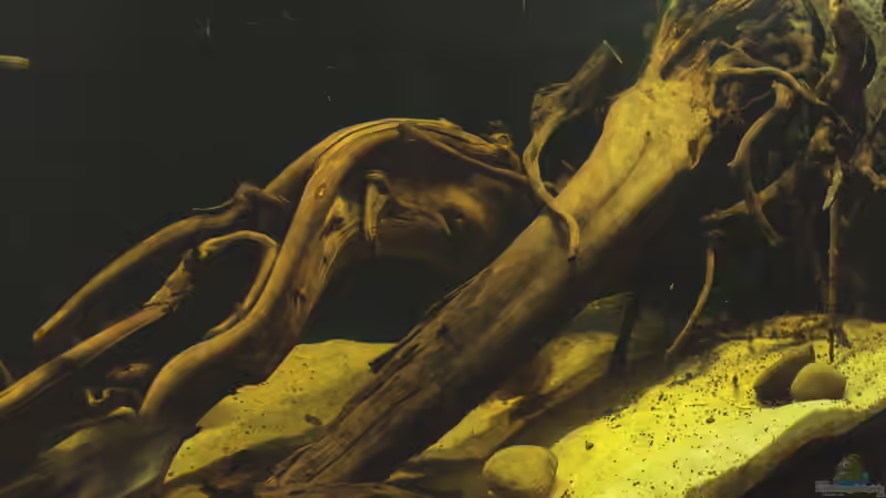 mittig wurde die Wurzel neu angeordnet von die Perle... (5)