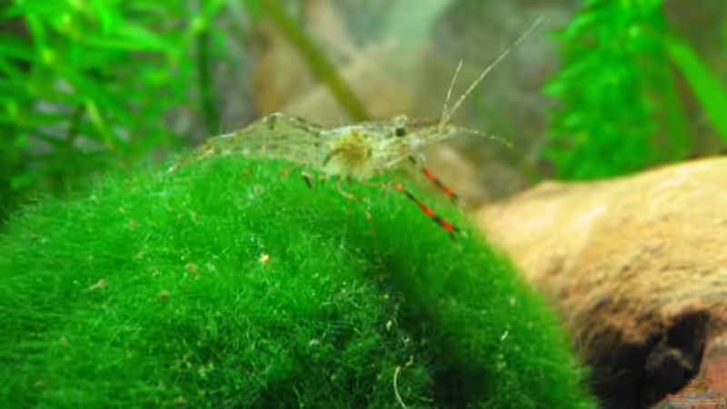 mittlere Generation von spree (8)