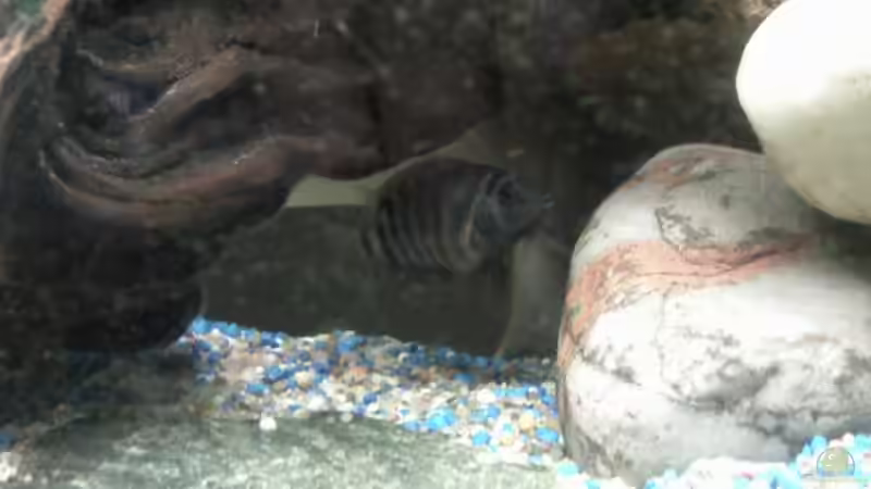 mittlere Höhle unter Steinaufbau von mikael38 (9)