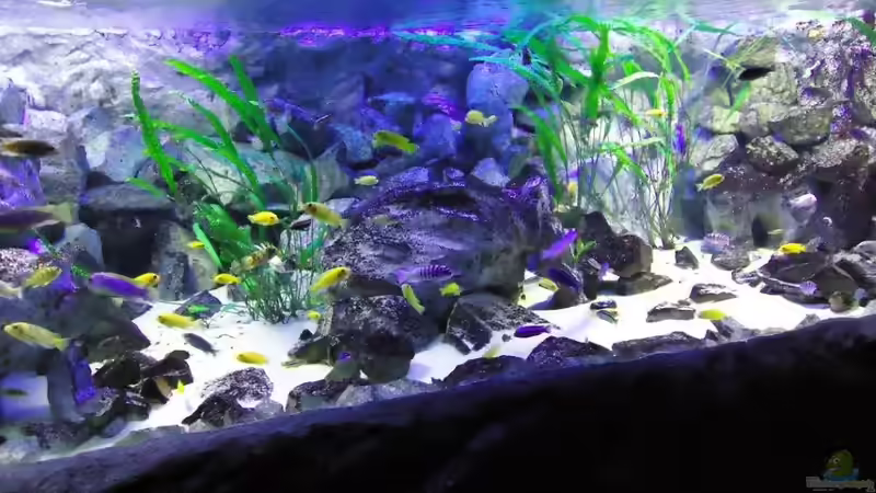 Mittlere HQL Tageslichtlampe bereits abgeschaltet von Mbuna Mick (10)