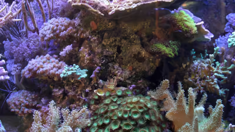 Mittlere Säule-Aufbau von The_Lizardking (14)