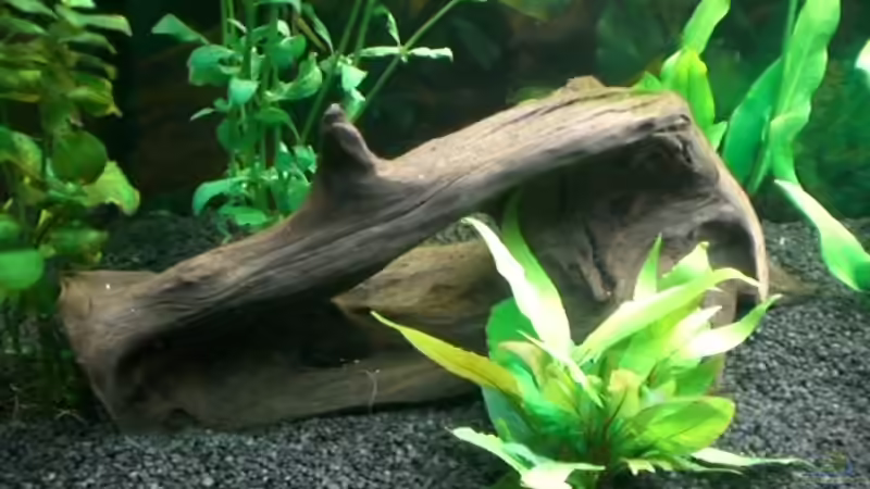 Mittlere Wurzel mit durchschwimmmöglichkeit von Dennis und Katha (11)