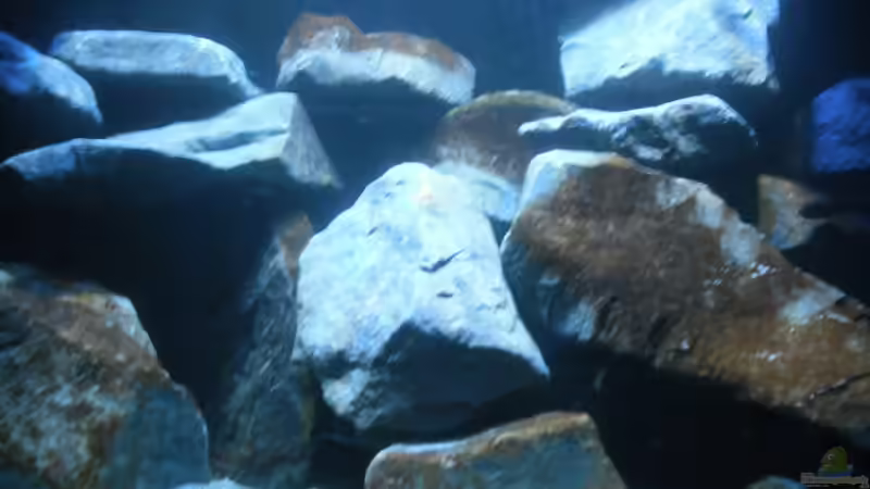 Mittlereansicht von Vision (9)