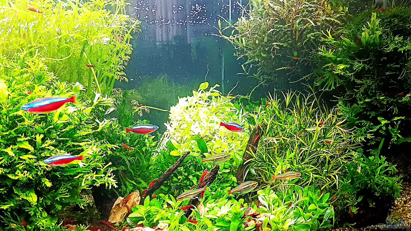 Mittleren Beckenbereich neu gestaltet.  von odin 68 (29)