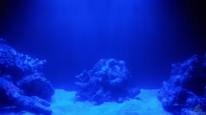 mittlerer Beckenbereich von ollil81 (5)