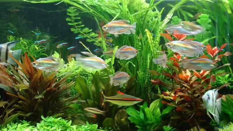 Mittlerer Bereich 12.05.2014 von Grünhexe (109)