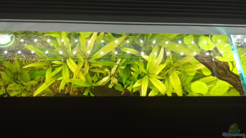 Mittlerer Bereich hinten am 08.11.2021 mit Hygrophila corymbosa stricta und Hydrocotyle leucocephala  von C-NA (12)