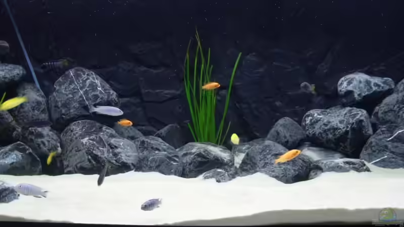 Mittlerer Bereich mit Planzen und Steinen von Tobias Blaurock (3)