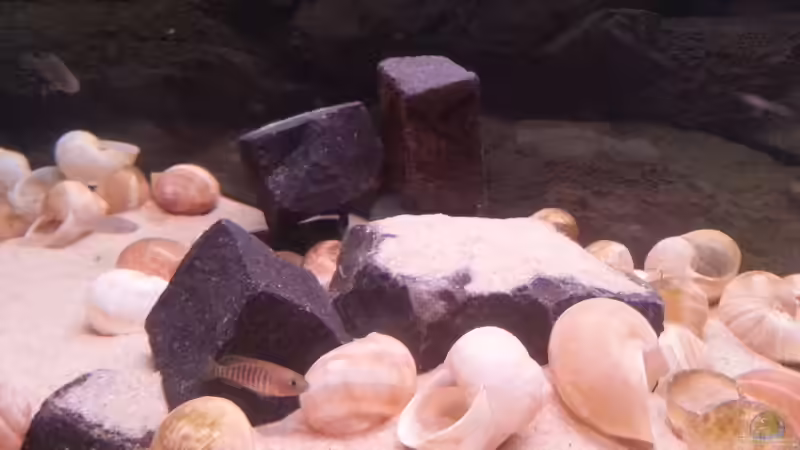 mittlerer Bereich mit Reviergrenzen von Daniel Kastner (8)