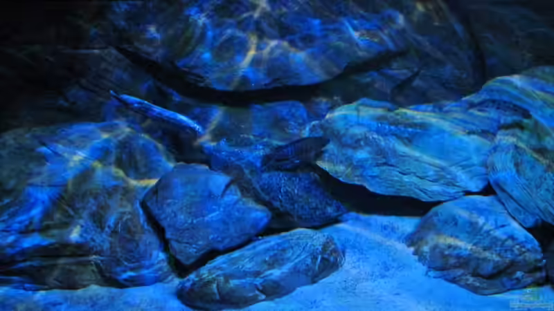 mittlerer Bereich vom 06.02.2013 von Steffen G (25)