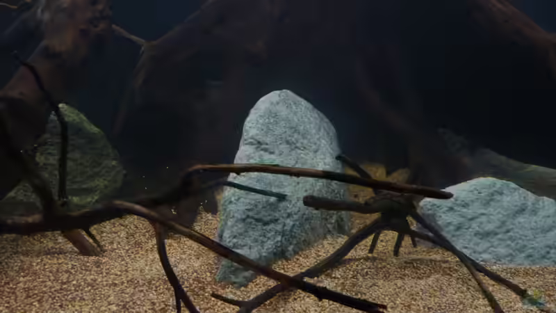 mittlerer Bereich vom Becken *24.03.2013* von lützkopf (38)