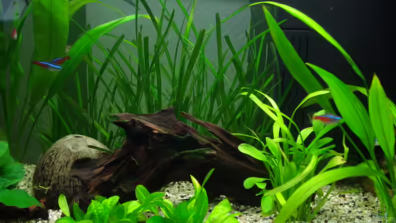 mittlerer Bereich von Chris 81 (10)